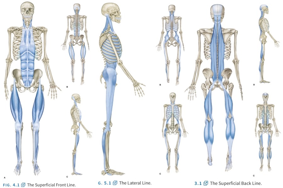 Anatomy Trains of the Body